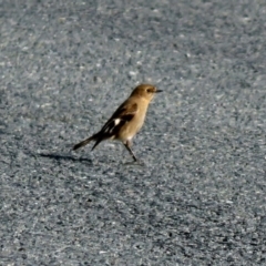 Petroica phoenicea at Paddys River, ACT - 12 Jul 2018