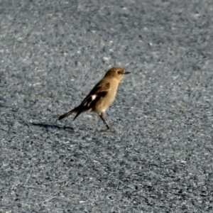 Petroica phoenicea at Paddys River, ACT - 12 Jul 2018