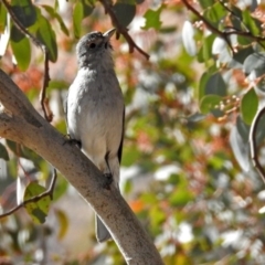 Colluricincla harmonica (Grey Shrikethrush) at Gigerline Nature Reserve - 12 Jul 2018 by RodDeb