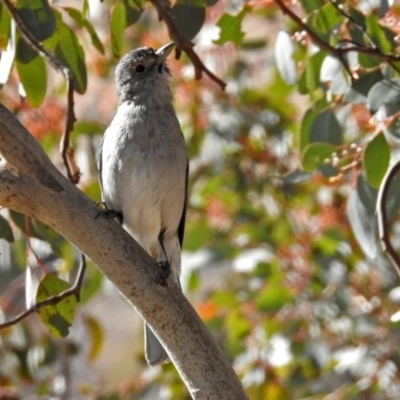 Colluricincla harmonica (Grey Shrikethrush) at Gigerline Nature Reserve - 12 Jul 2018 by RodDeb