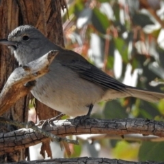 Colluricincla harmonica at Tharwa, ACT - 12 Jul 2018 11:36 AM