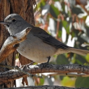 Colluricincla harmonica at Tharwa, ACT - 12 Jul 2018