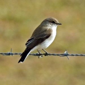 Microeca fascinans at Paddys River, ACT - 12 Jul 2018