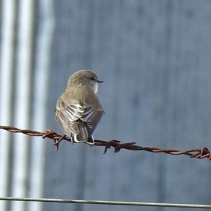 Microeca fascinans at Paddys River, ACT - 12 Jul 2018