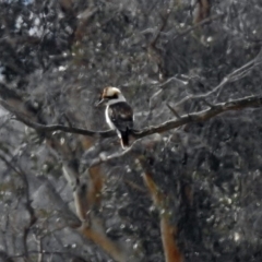 Dacelo novaeguineae (Laughing Kookaburra) at Paddys River, ACT - 12 Jul 2018 by RodDeb