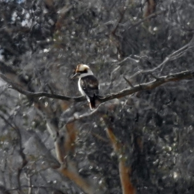 Dacelo novaeguineae (Laughing Kookaburra) at Paddys River, ACT - 12 Jul 2018 by RodDeb