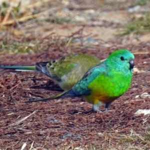 Psephotus haematonotus at Paddys River, ACT - 12 Jul 2018