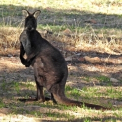 Osphranter robustus robustus (Eastern Wallaroo) at Gordon, ACT - 12 Jul 2018 by RodDeb