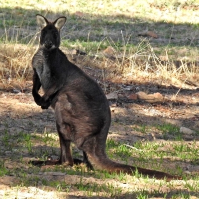 Osphranter robustus robustus (Eastern Wallaroo) at Gordon, ACT - 12 Jul 2018 by RodDeb