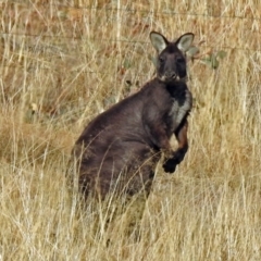 Osphranter robustus robustus at Gordon, ACT - 12 Jul 2018