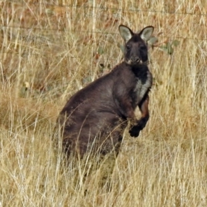 Osphranter robustus at Gordon, ACT - 12 Jul 2018