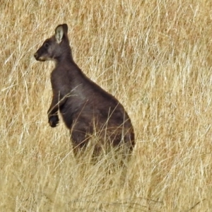 Osphranter robustus robustus at Gordon, ACT - 12 Jul 2018