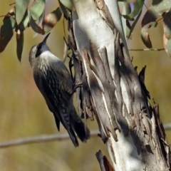 Cormobates leucophaea (White-throated Treecreeper) at Gigerline Nature Reserve - 12 Jul 2018 by RodDeb