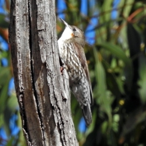 Cormobates leucophaea at Tharwa, ACT - 12 Jul 2018