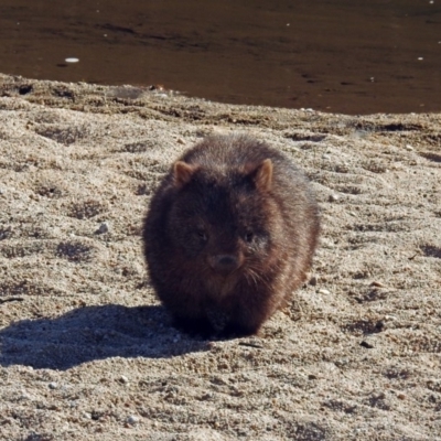 Vombatus ursinus (Common wombat, Bare-nosed Wombat) at Gigerline Nature Reserve - 12 Jul 2018 by RodDeb