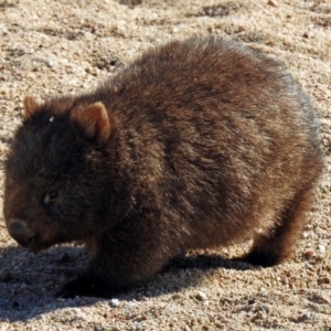 Vombatus ursinus at Tharwa, ACT - 12 Jul 2018 11:16 AM