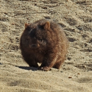 Vombatus ursinus at Tharwa, ACT - 12 Jul 2018 11:16 AM