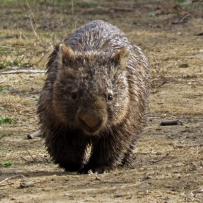 Vombatus ursinus (Common wombat, Bare-nosed Wombat) at Gigerline Nature Reserve - 12 Jul 2018 by RodDeb