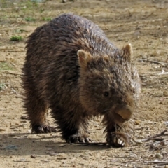 Vombatus ursinus at Tennent, ACT - 12 Jul 2018