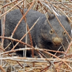 Vombatus ursinus at Tennent, ACT - 12 Jul 2018