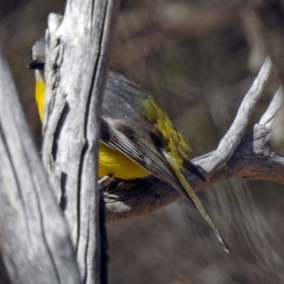 Eopsaltria australis (Eastern Yellow Robin) at Gigerline Nature Reserve - 12 Jul 2018 by RodDeb