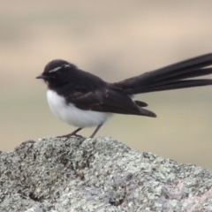 Rhipidura leucophrys (Willie Wagtail) at Booth, ACT - 2 Feb 2015 by michaelb