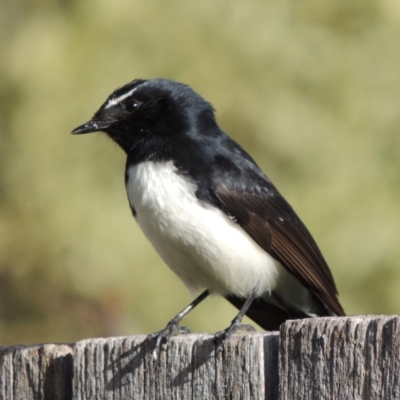 Rhipidura leucophrys (Willie Wagtail) at Conder, ACT - 30 Aug 2015 by michaelb