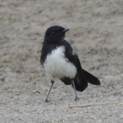 Rhipidura leucophrys (Willie Wagtail) at Paddys River, ACT - 2 Feb 2014 by MichaelBedingfield