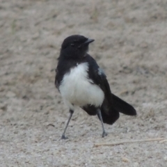 Rhipidura leucophrys (Willie Wagtail) at Point Hut to Tharwa - 2 Feb 2014 by michaelb