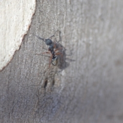 Dolichoderus scabridus (Dolly ant) at QPRC LGA - 29 Apr 2018 by natureguy