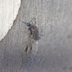 Dolichoderus scabridus at Wamboin, NSW - 29 Apr 2018 03:01 PM