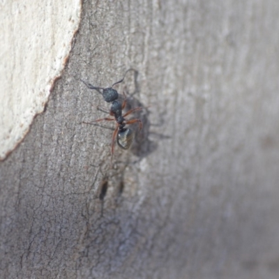 Dolichoderus scabridus (Dolly ant) at QPRC LGA - 29 Apr 2018 by natureguy