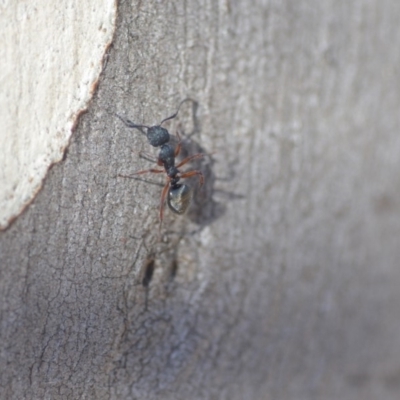 Dolichoderus scabridus (Dolly ant) at Wamboin, NSW - 29 Apr 2018 by natureguy