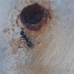 Dolichoderus scabridus at Wamboin, NSW - 29 Apr 2018 03:01 PM