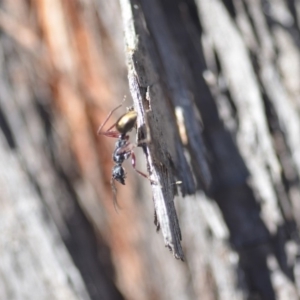 Dolichoderus scabridus at Wamboin, NSW - 29 Apr 2018 03:01 PM