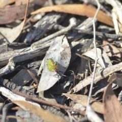 Iridomyrmex purpureus (Meat Ant) at Wamboin, NSW - 27 Apr 2018 by natureguy