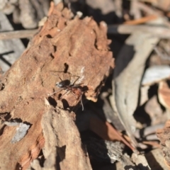 Iridomyrmex purpureus at Wamboin, NSW - 27 Apr 2018 02:45 PM