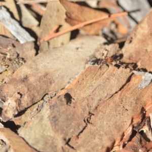 Iridomyrmex purpureus at Wamboin, NSW - 27 Apr 2018 02:45 PM