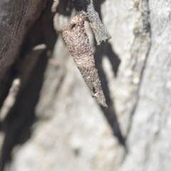 Lepidoscia (genus) IMMATURE (Unidentified Cone Case Moth larva, pupa, or case) at QPRC LGA - 27 Apr 2018 by natureguy
