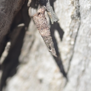 Lepidoscia (genus) IMMATURE at Wamboin, NSW - 27 Apr 2018