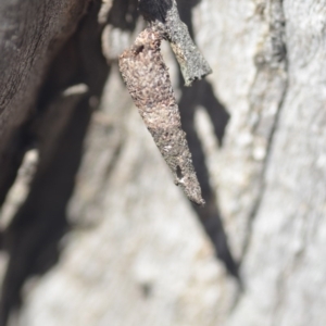 Conoeca or Lepidoscia (genera) IMMATURE at Wamboin, NSW - 27 Apr 2018