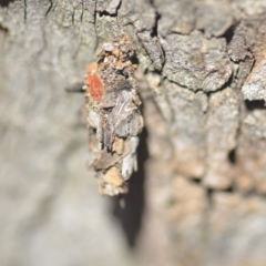 Psychidae (family) IMMATURE (Unidentified case moth or bagworm) at Wamboin, NSW - 27 Apr 2018 by natureguy