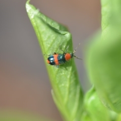 Dicranolaius bellulus (Red and Blue Pollen Beetle) at QPRC LGA - 29 Apr 2018 by natureguy