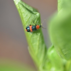 Dicranolaius bellulus at Wamboin, NSW - 29 Apr 2018