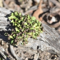Heterodea sp. (A lichen) at QPRC LGA - 29 Apr 2018 by natureguy