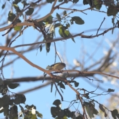 Acanthiza lineata (Striated Thornbill) at Wamboin, NSW - 29 Apr 2018 by natureguy