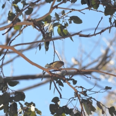 Acanthiza lineata (Striated Thornbill) at Wamboin, NSW - 29 Apr 2018 by natureguy