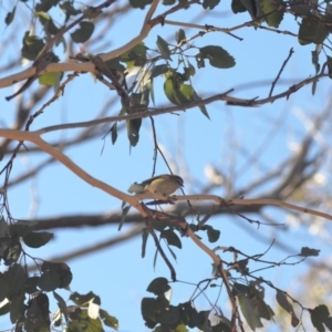 Acanthiza lineata at Wamboin, NSW - 29 Apr 2018