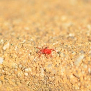 Trombidiidae (family) at Wamboin, NSW - 29 Apr 2018