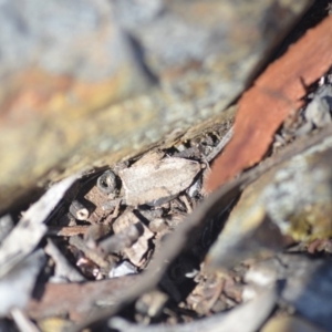Tortricinae (subfamily) at Wamboin, NSW - 30 Apr 2018 03:56 PM